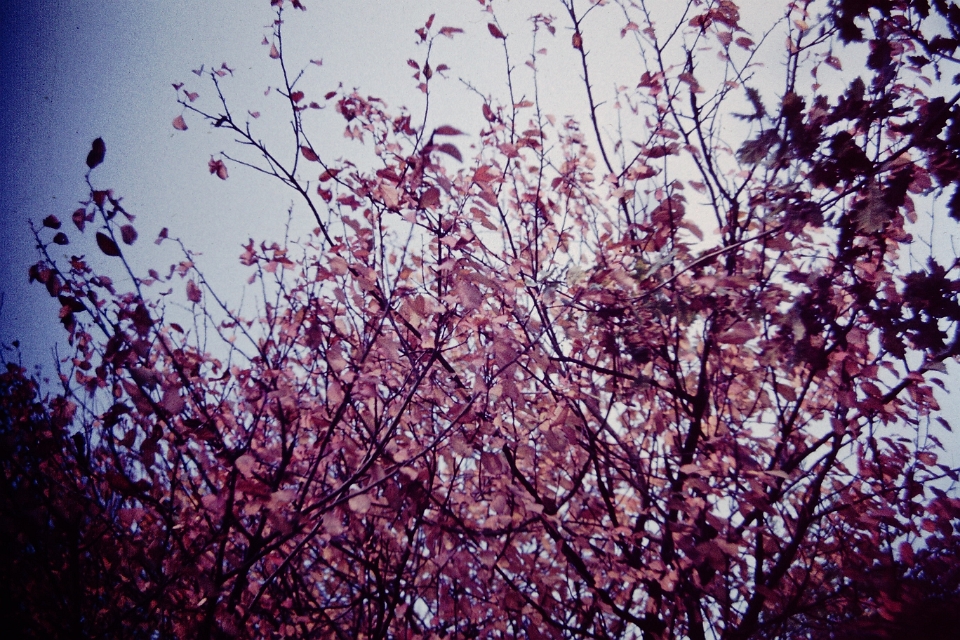 Transparency-(1)