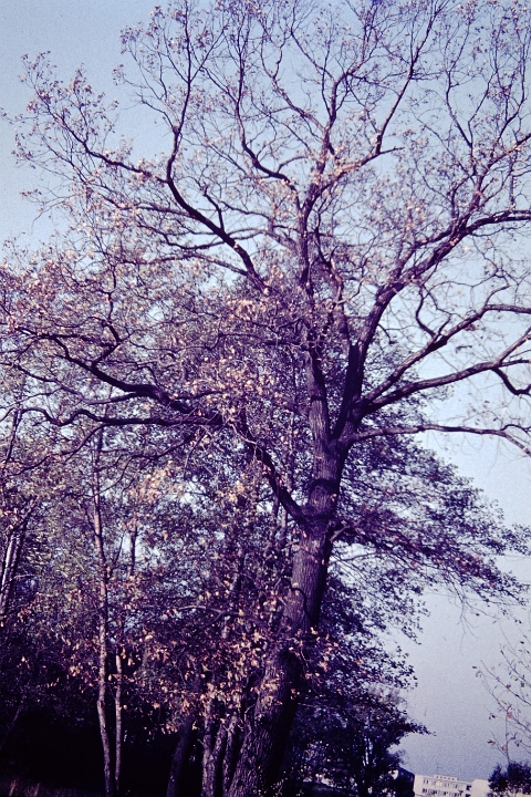 Transparency-(25)
