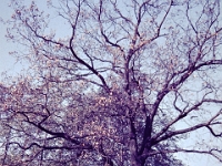 Transparency-(25)