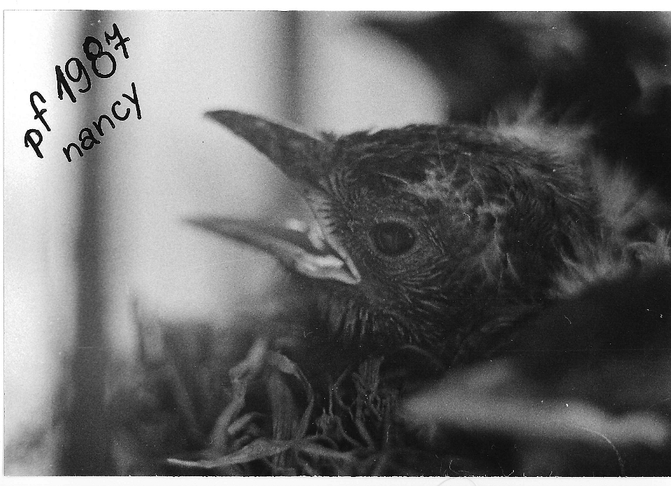 scan0086