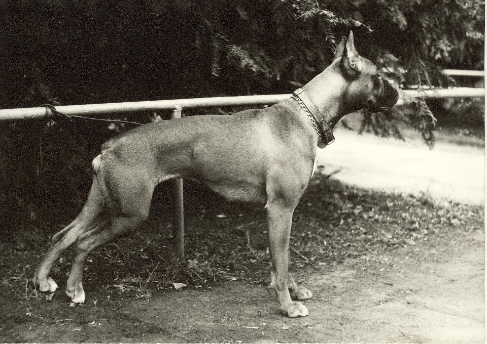 0-Aida85