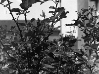 Canon9900-0001 0005